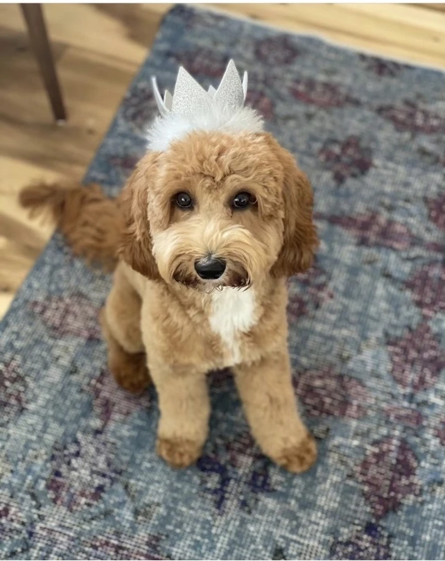 Puppy with a hat